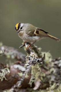 Golden-crowned Kinglet (Regulus satrapa) perched on a branch in Ontario, Canada