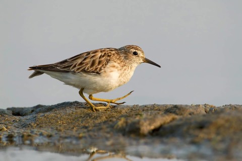Long-toed Stint (Calidris subminuta), Phetchaburi, Thailand