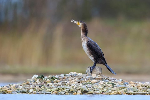 Great Cormorant (Phalacrocorax carbo), North Rhine-Westphalia, Germany