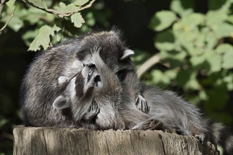 Raccoon (Procyon lotor) playing with young, North Rhine-Westphalia, Germany