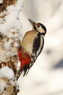 Great Spotted Woodpecker (Dendrocopos major) male, Utrecht, Netherlands