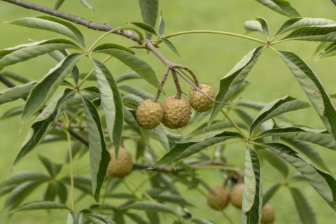 Ohio horse chestnut (Aesculus glabra var. glabra), Hohenheim Gardens, Stuttgart, Baden-Württemberg,