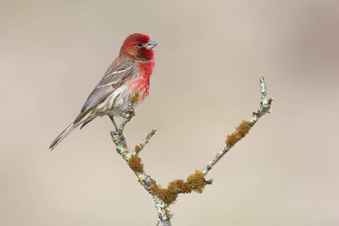 House Finch (Haemorhous mexicanus) male, Texas, USA