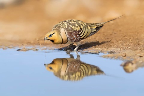 Pin-tailed Sandgrouse (Pterocles alchata) male at waterhole, Negev, Israel