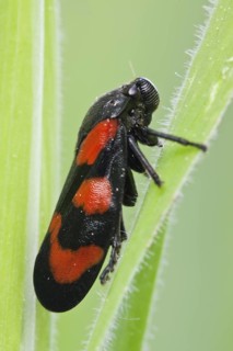 Gemeine Blutzikade, Cercopis vulnerata Froghopper, Cercopis vulnerata