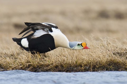 King Eider (Somateria spectabilis) male, Alaska, USA
