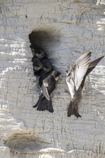 Sand martins (Riparia riparia), Emsland, Lower Saxony, Germany