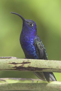 Violet Sabrewing (Campylopterus hemileucurus), Costa Rica