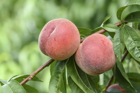 Peach (Prunus persica 'Red Robin'), Baum- und Rebschule Schreiber KG, Poysdorf, Lower Austria,