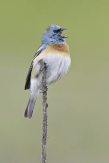 Lazuli Bunting (Passerina amoena), British Columbia, Canada