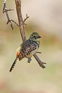 D'Arnaud's Barbet (Trachyphonus darnaudii), Masai Mara, Kenya