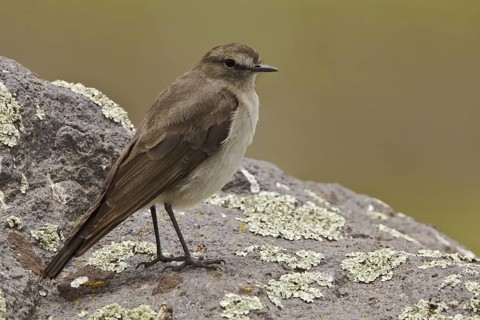Paramo Ground Tyrant (Muscisaxicola alpinus), Ecuador