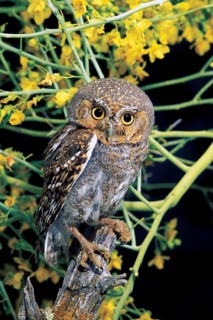 Elf Owl Micrathene whitneyi Tortalita Mountains, Tucson, ARIZONA, United States April Adult