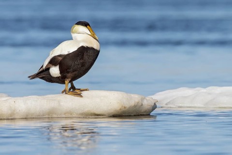 Common Eider (Somateria mollissima) on the Hudson's Bay near Churchill, Manitoba, Canada