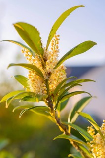 Close-up of flowering plants under sunlight with sharp focus on flowers and leaves, Gechingen,