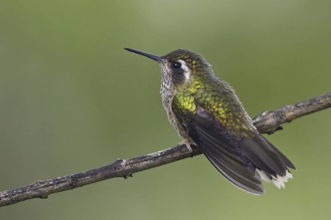Speckled Hummingbird (Adelomyia melanogenys), Ecuador