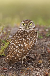 Burrowing Owl (Athene cunicularia), Florida, USA