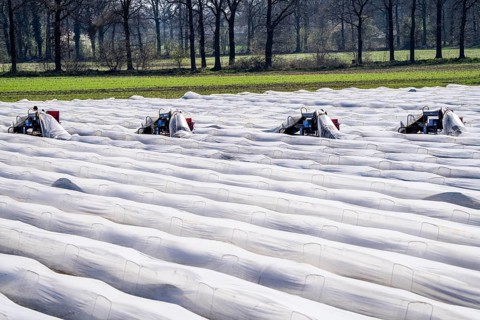 Asparagus harvest on the Lower Rhine, near Wesel, asparagus field under thermo foil, for faster