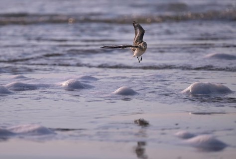 Sanderling (Calidris alba) flying on the beach, Texel, North Holland, Netherlands