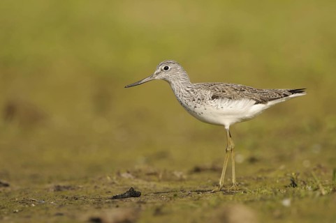 Common Greenshank (Tringa nebularia), North Rhine-Westphalia, Germany