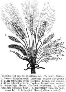 Cereals at the time of the pile dwellings, wheat (Triticum vulgaro antiquorum), barley (Hordeum),