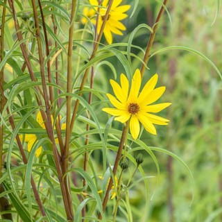 Helianthus salicifolius (Helianthus salicifolius),  Germany