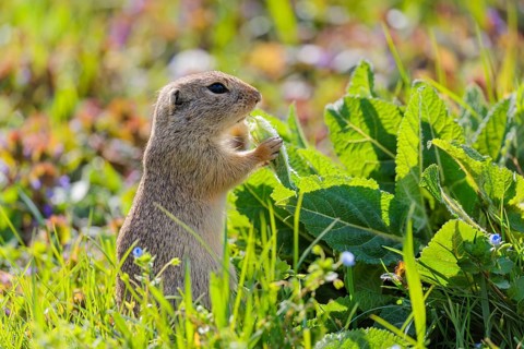 An adult ground squirrel (Spermophilus citellus) eats leaves and flowers on a sunny day in a green