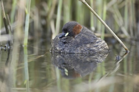 Little Grebe (Tachybaptus ruficollis), Saxony, Germany