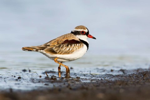 Black-fronted Dotterel (Elseyornis melanops), Victoria, Australia