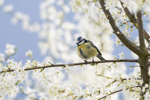 A blue tit (Parus caeruleus) sitting on a branch surrounded by white spring flowers against a blue