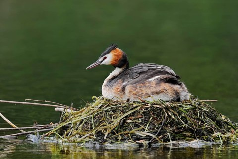Great Crested Grebe (Podiceps Scalloped ribbonfish) sitting on its nest, North Rhine-Westphalia,