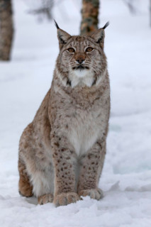 Sitting lynx (C) in Polar Park, in winter, Bardu, Norway