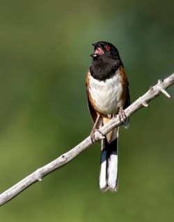 A male Spotted Towhee, Pipilo maculatus, singing on a branch in North Dakota, USA