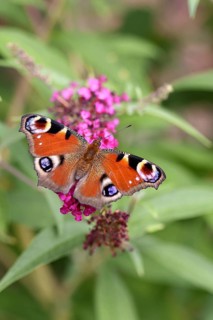 Peacock butterfly (Inachis io) sucking nectar on butterfly bush (Buddleja davidii), in a natural