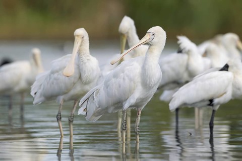 Yellow-billed Spoonbill (Platalea flavipes), Victoria, Australia