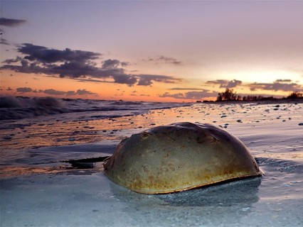 Atlantic horseshoe crab (Limulus polyphemus)