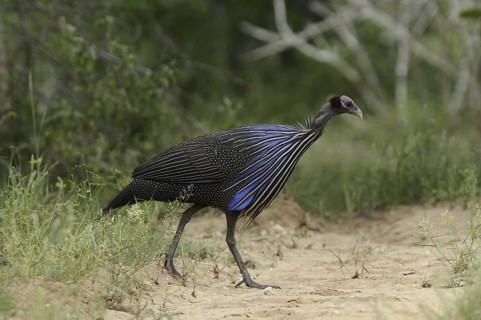 Vulturine Guineafowl (Acryllium vulturinum), Tsavo East National Park, Kenya