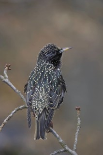 Common Starling (Sturnus vulgaris), Saxony, Germany