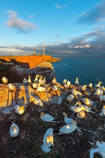 Northern gannet (Morus bassanus), Helgoland Cliff, Helgoland High Seas Island, nests, chicks, North