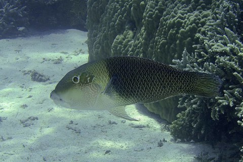 Two-coloured banner wrasse (Hemigymnus melapterus)