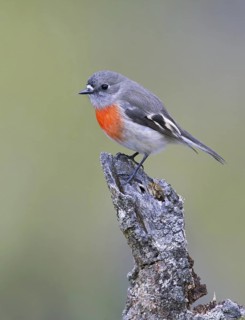 Scarlet Robin (Petroica boodang) female, Victoria, Australia