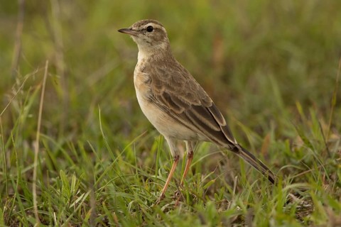 Plain-backed Pipit (Anthus leucophrys), Masai Mara, Kenya