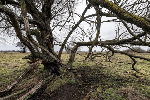 Old silver willow (Salix alba), Lower Saxony, Germany