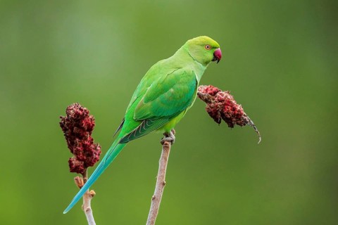Rose-ringed Parakeet (Psittacula krameri), Baden-Wuerttemberg, Germany