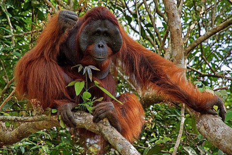 Indonesia - Borneo - Orangutan