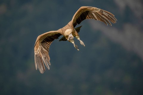 Griffon vulture (Gyps fulvus), approaching, Pyrenees, Spain