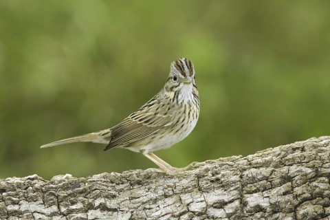 Lincoln's Sparrow (Melospiza lincolnii), Texas, USA