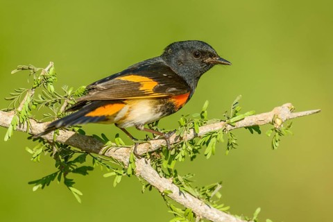 American Redstart (Setophaga ruticilla) male perched on a branch, Texas, USA