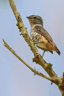 Buff-throated Purpletuft (Iodopleura pipra) perched on a branch in the Atlantic rainforest of