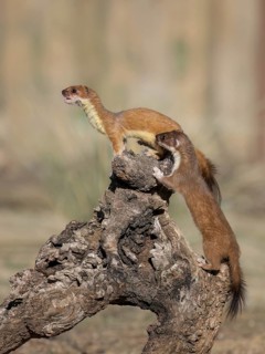 Short-tailed Weasel (Mustela erminea) two adult climbing tree trunk, Castile-La Mancha, Spain